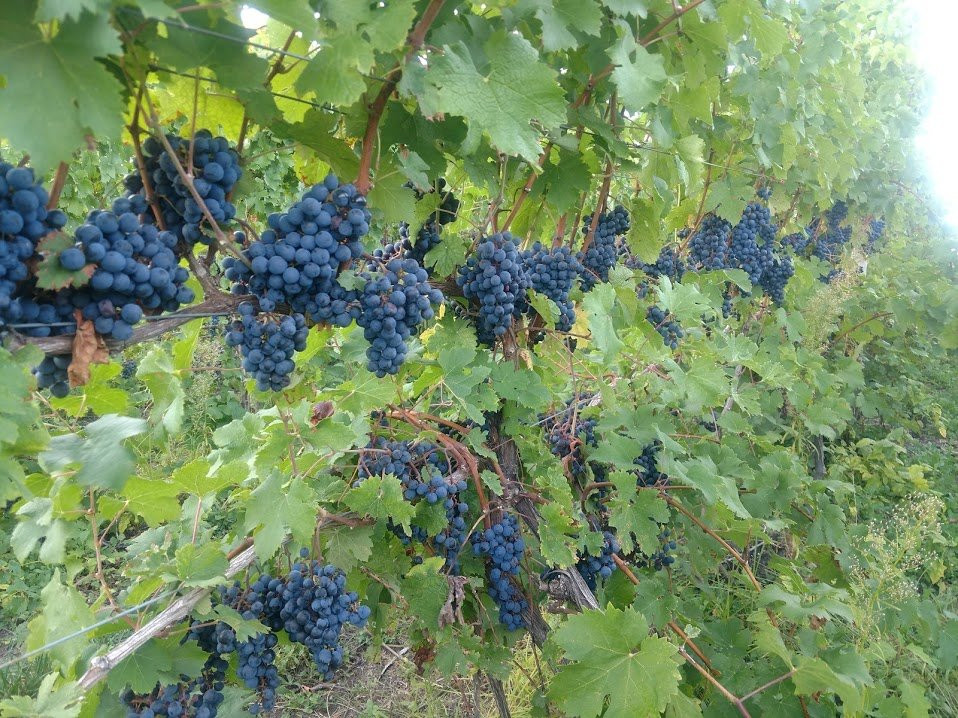 Watervliet旅游景点-Moonrise