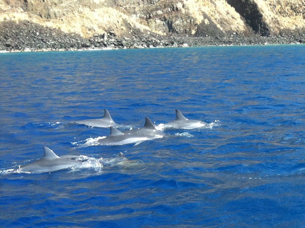 Kona Ocean Experience-凯鲁瓦-柯纳必去景点