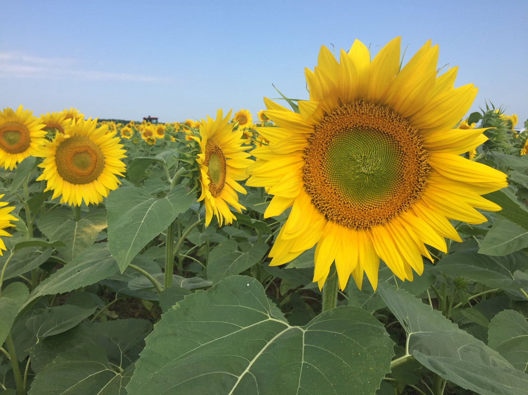 Alden旅游景点-Von Bergen's Country Market