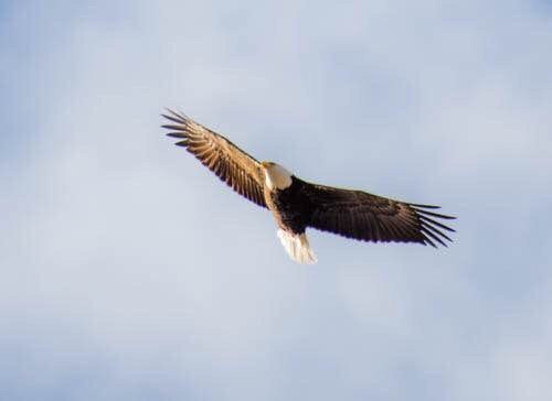 Shepaug Eagle Observation Area景点图片