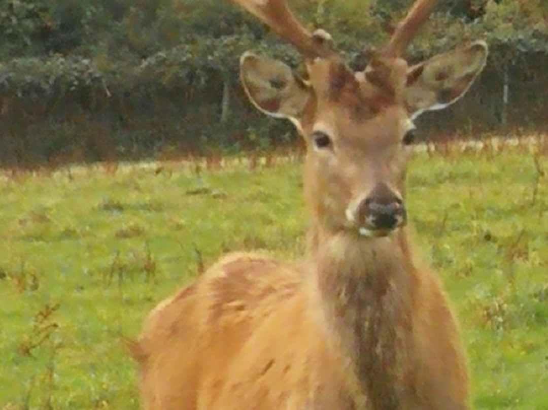 South West Deer Rescue景点图片