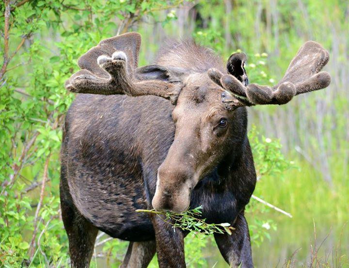 BrushBuck Wildlife Tours-杰克逊必去景点