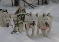 Husky Works Mushing Co.景点图片