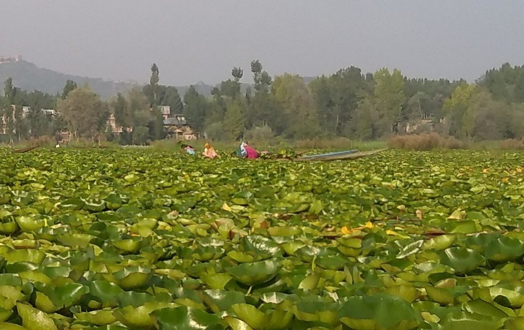 Floating Vegetable Market景点图片