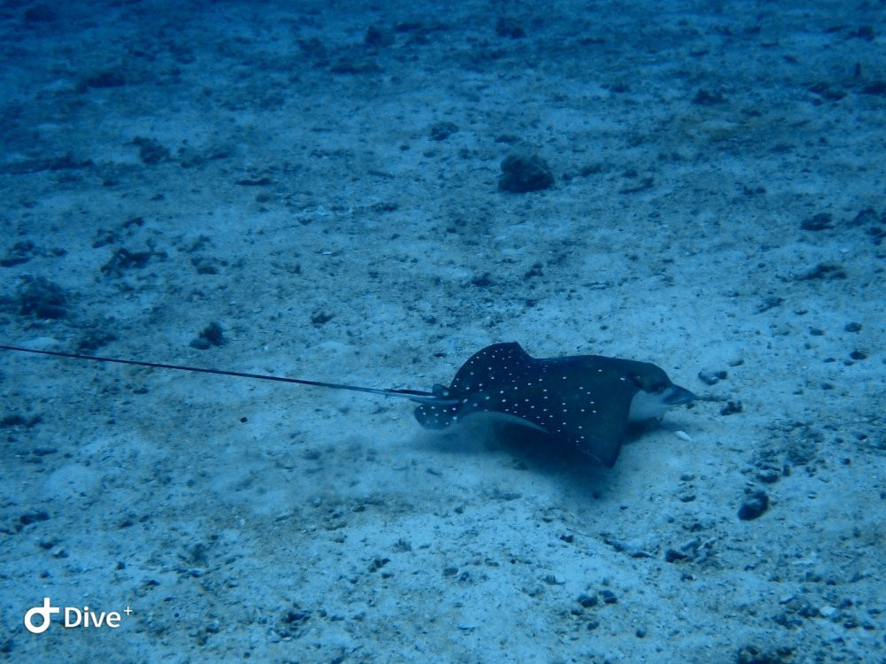Octopus Diving Center景点图片