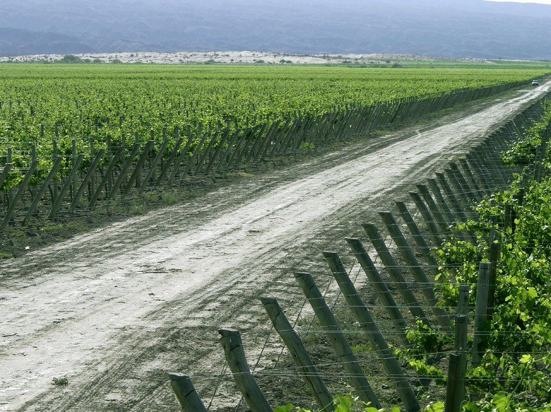 Bodegas Callia景点图片