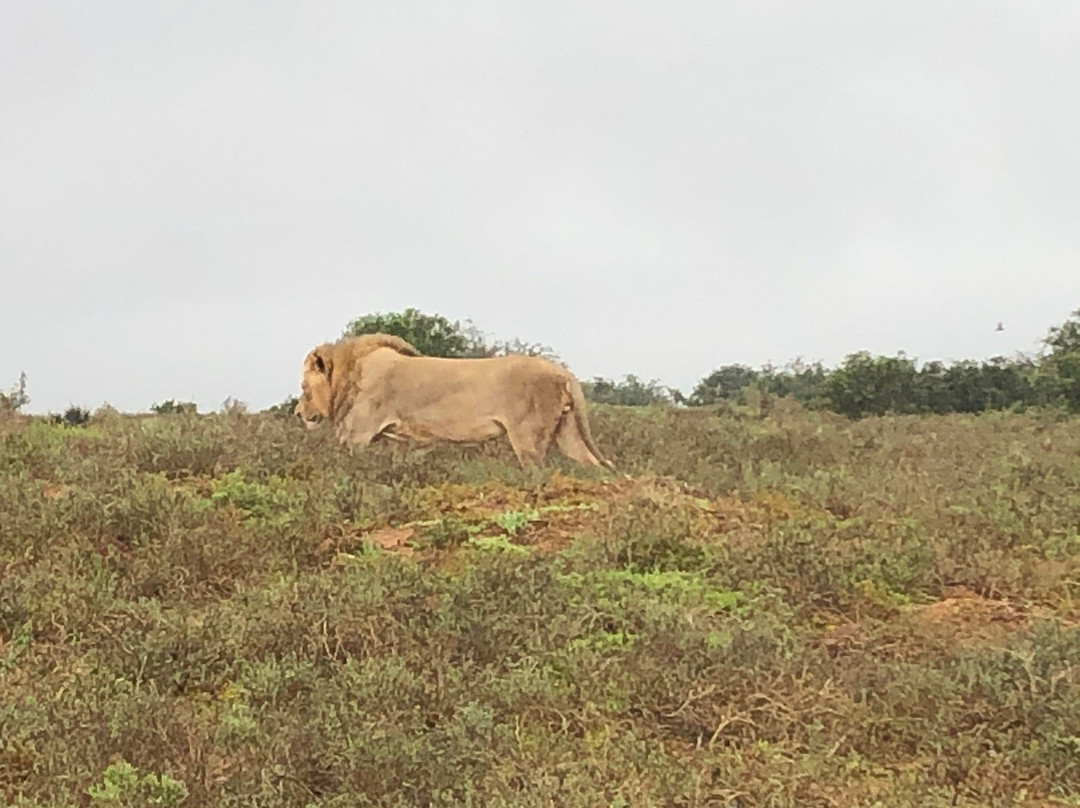 ADDO Indlovu Safaris景点图片