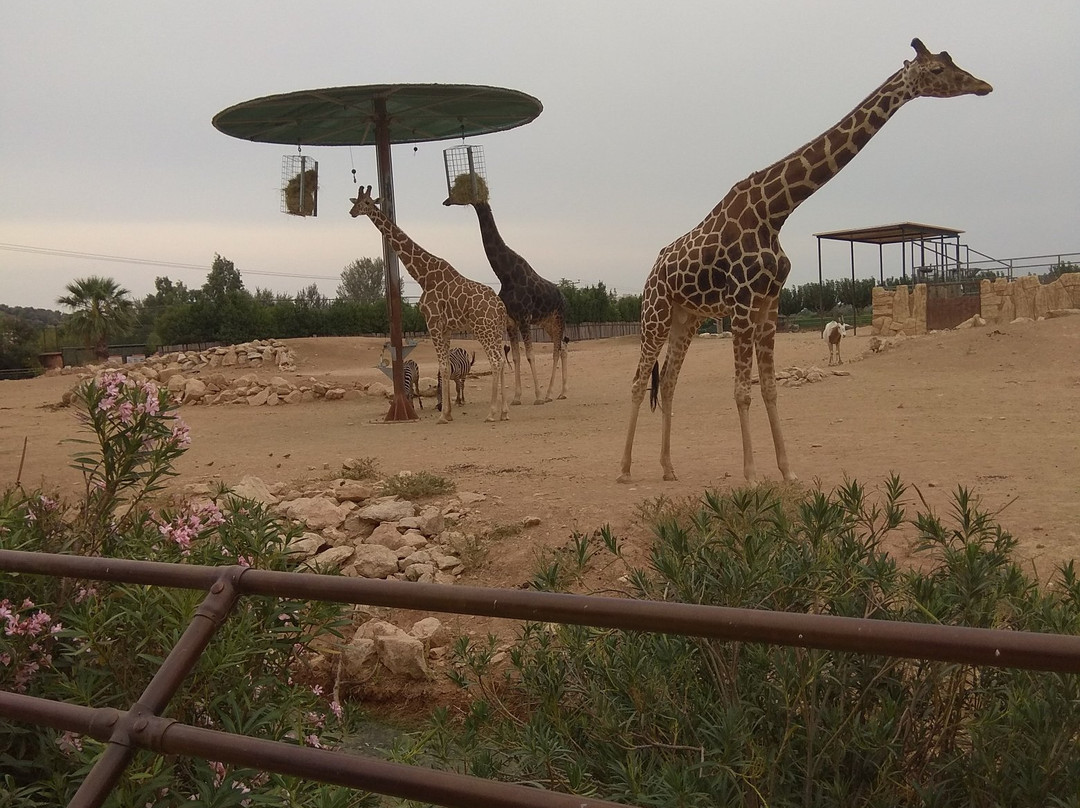 Attica Zoological Park-斯巴达必去景点