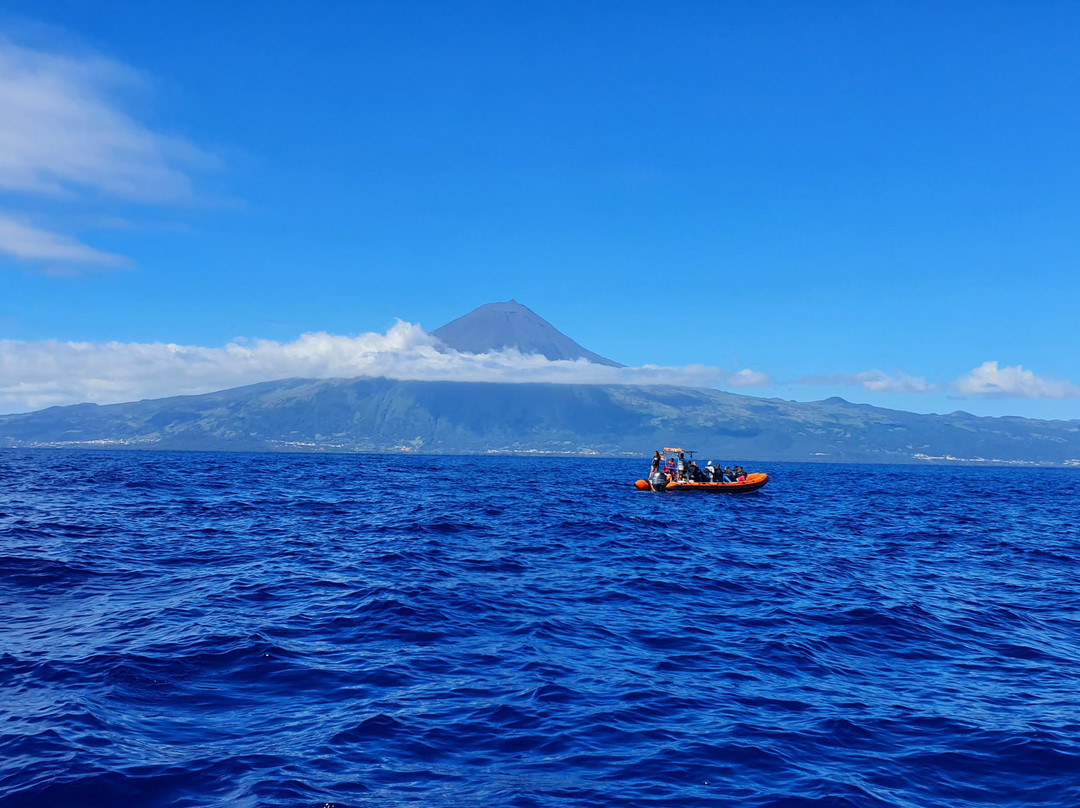 Dive Azores-奥尔塔必去景点