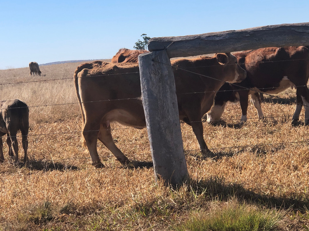 Mt Wooroolin Lookout-Kingaroy必去景点