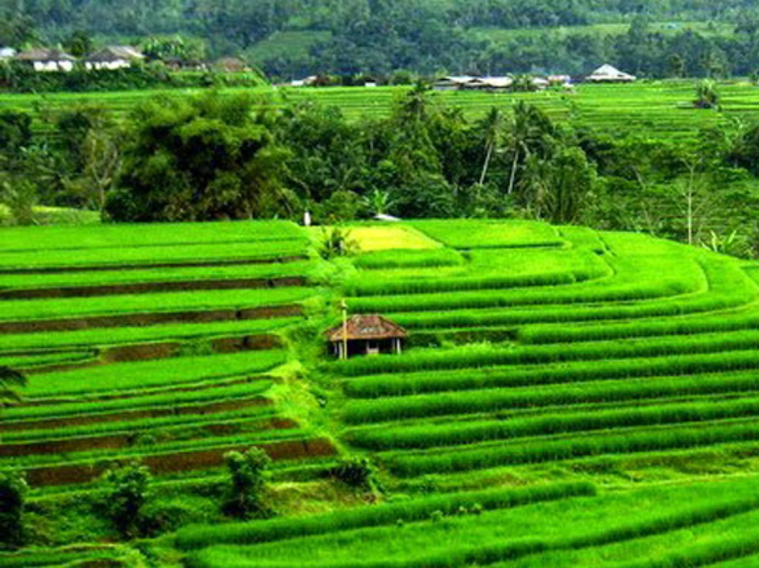 Ubud Rice Field Trekking-佩艳艮必去景点