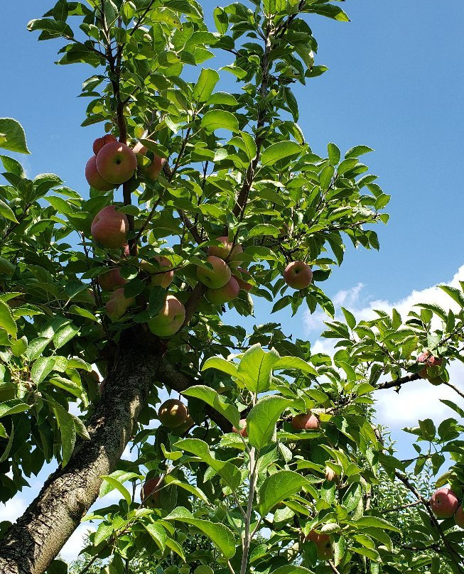 Reed Valley Orchard-Paris必去景点