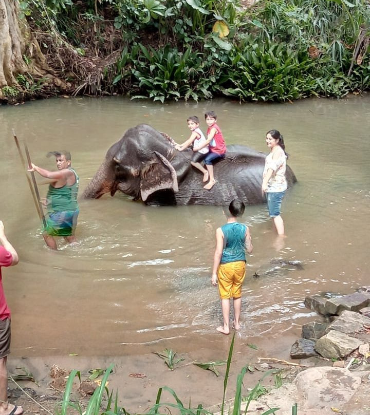 品纳维拉大象孤儿院景点图片