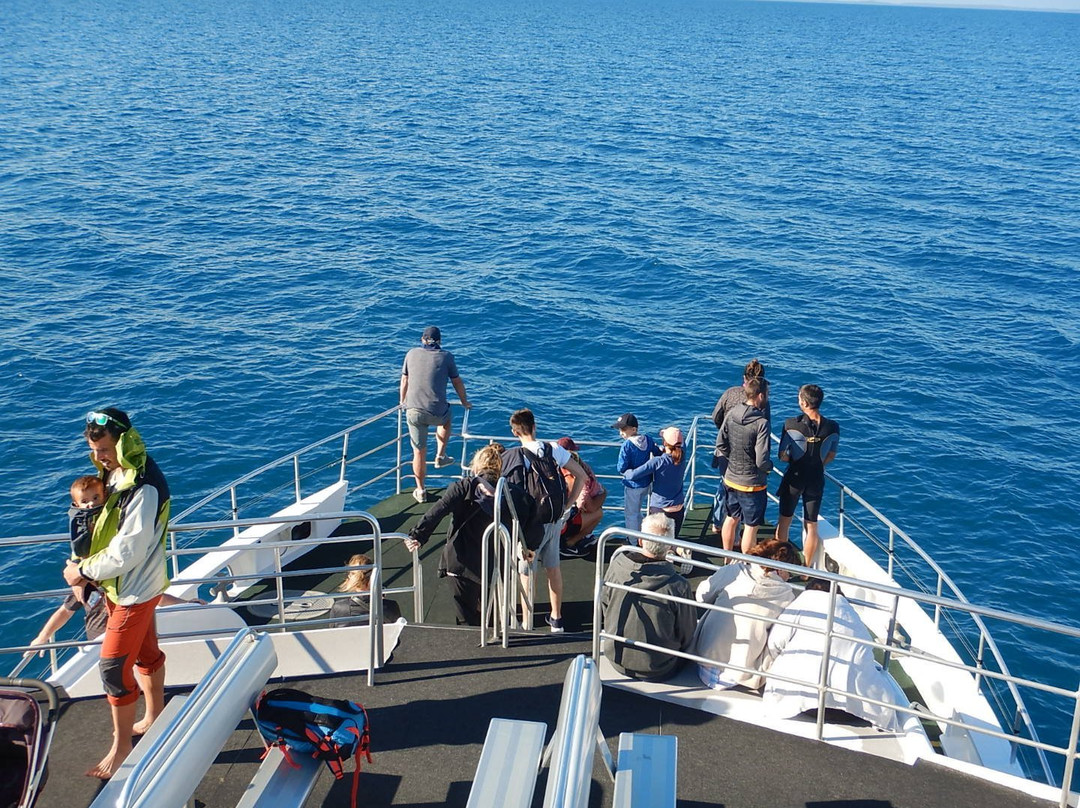 Hervey Bay Whale Watch景点图片