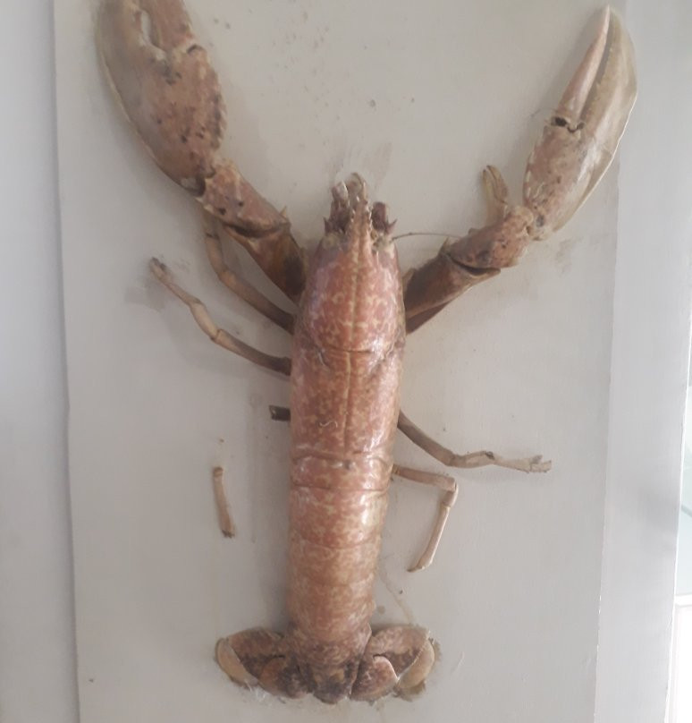 Museo di Biologia Marina Pietro Parenzan景点图片