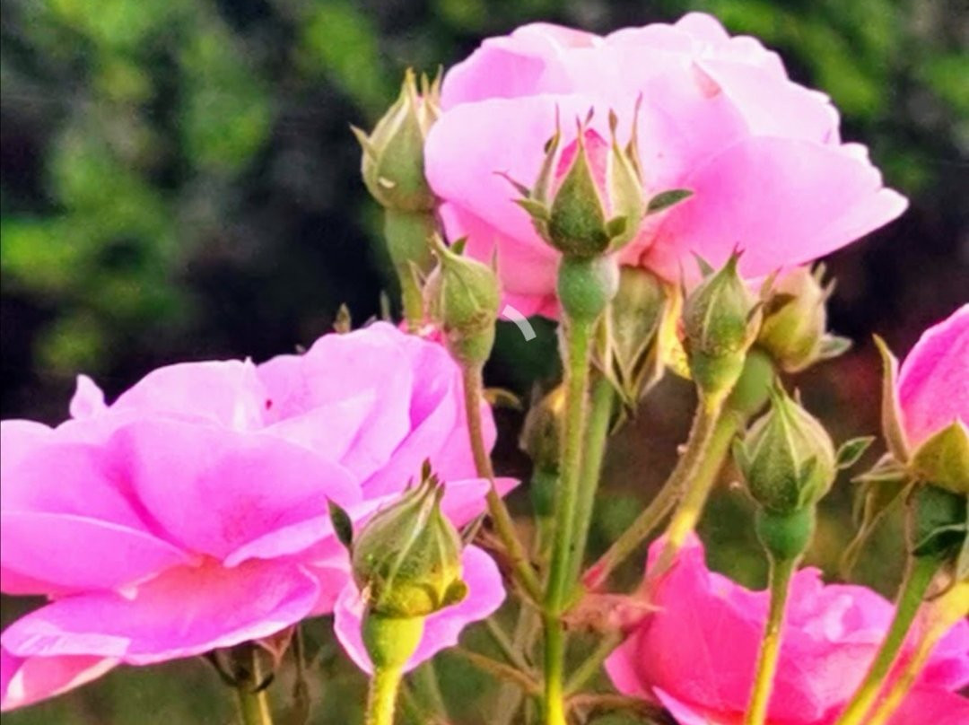 Orchids Safari Club主图