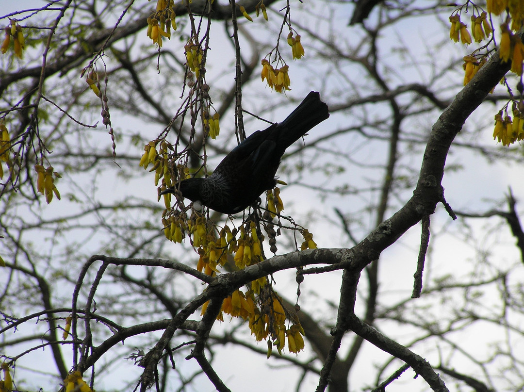 City Centre Bed and Breakfast Hamilton NZ主图