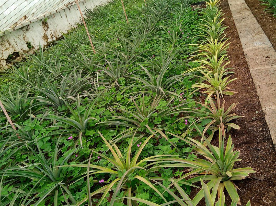 Arruda Pineapple Plantation景点图片