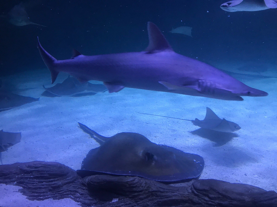 里普利水族管景点图片