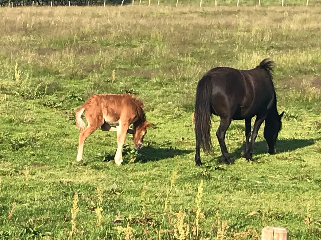 Brunir Horse-阿克雷里必去景点