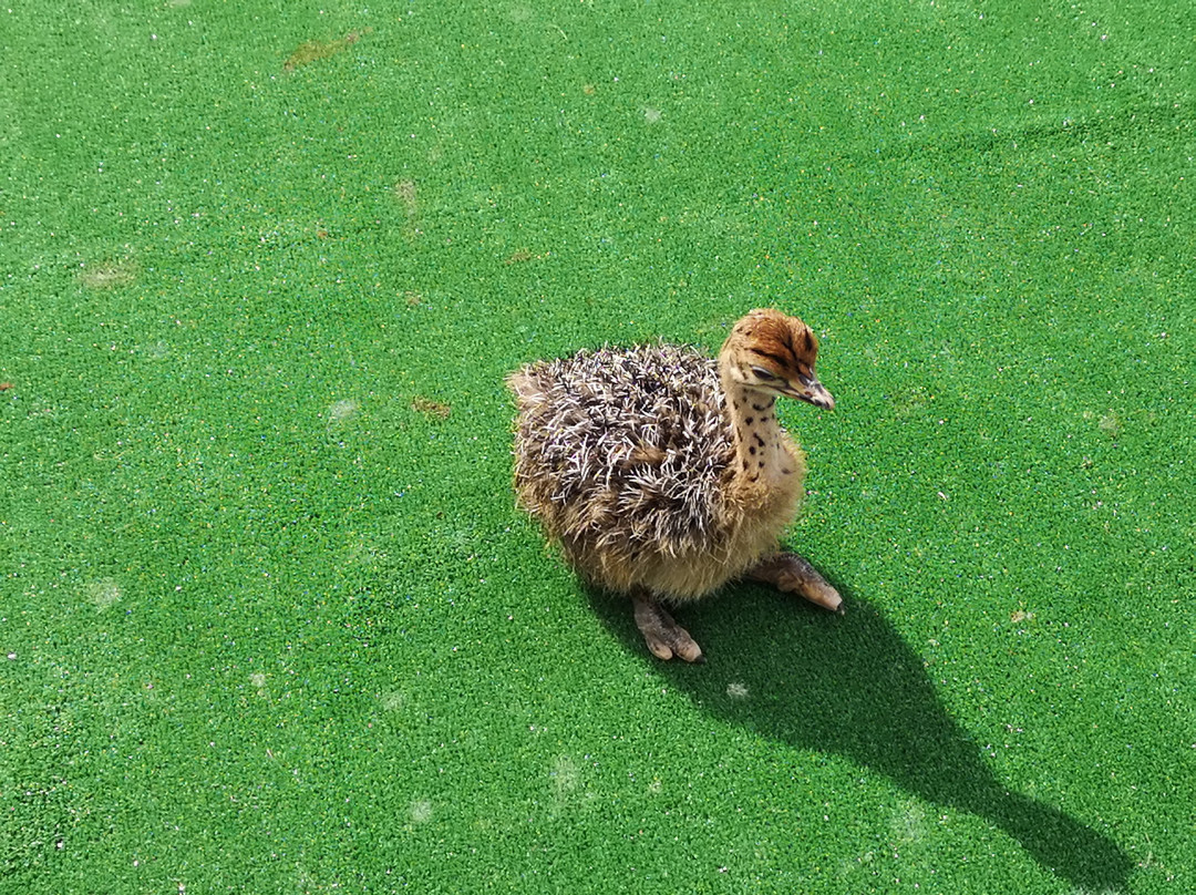 African Ostrich Farm in Garczyn景点图片