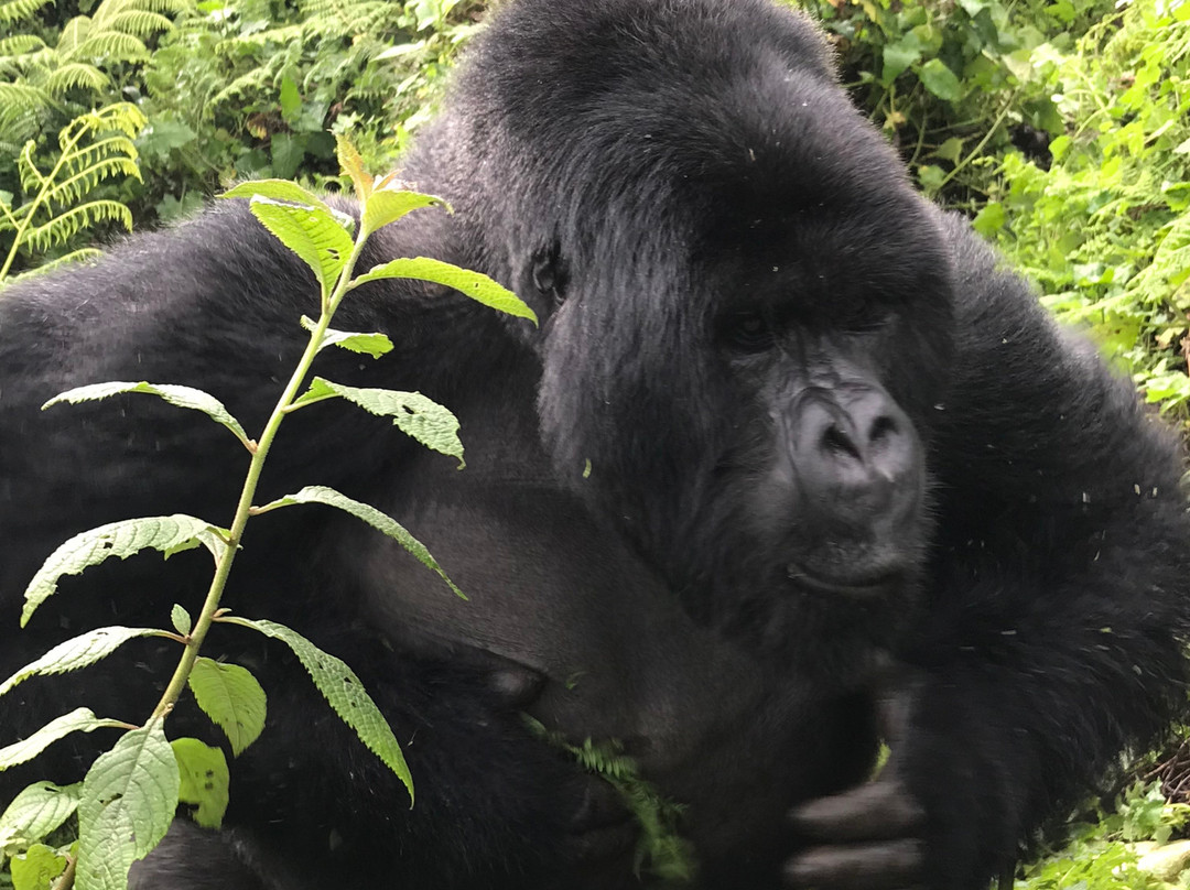 Mountain Gorilla Trekking Tours-Kisoro必去景点