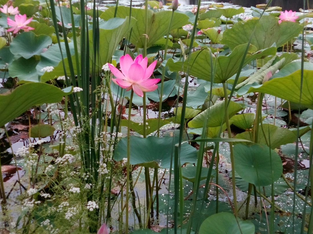 Lotus lake景点图片