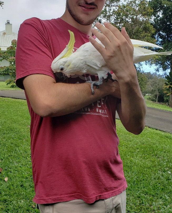 Parrots in Paradise Sanctuary-基亚拉凯库亚必去景点