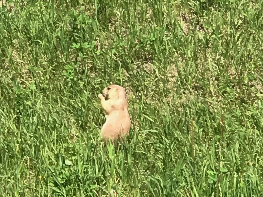 Roberts Prairie Dog Town-恶地国家公园必去景点