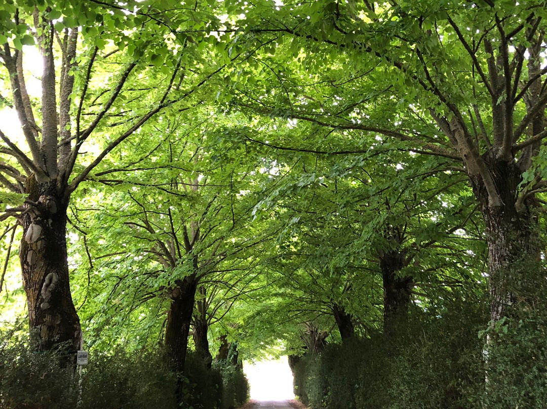 Tuscany Private tours-蓬塔谢韦必去景点