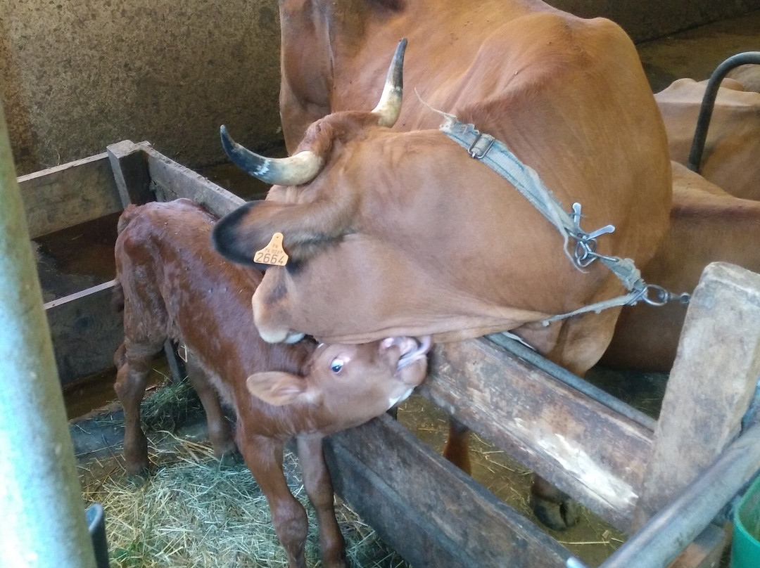 Ferme de l'Aberieux-Cordon必去景点