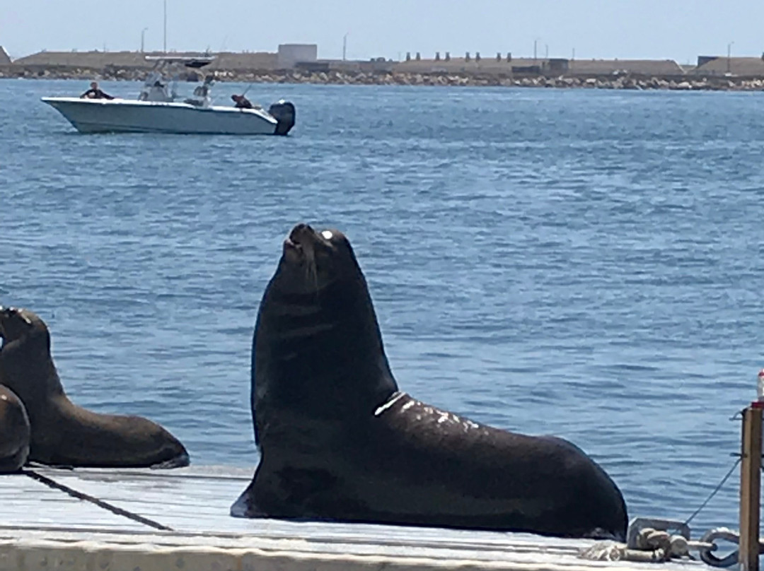 San Diego Seal Tour景点图片