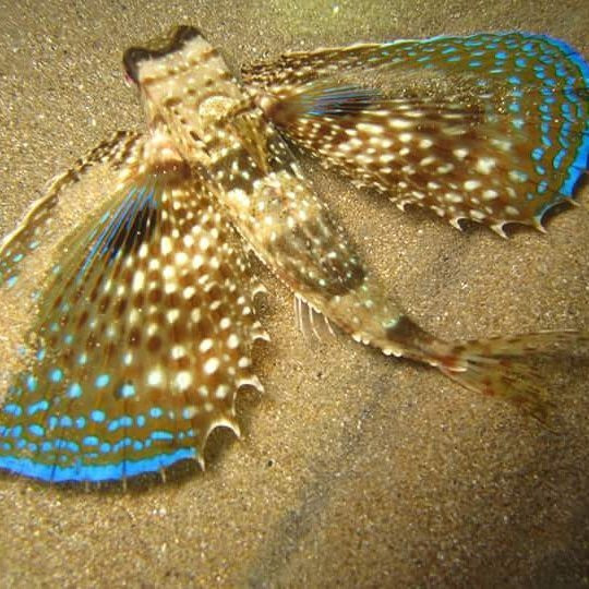 Hercules Marine Activities-Perivoli必去景点