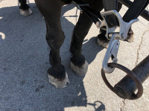 Absolute Prestige Limousine Wine Country Tours-Loma必去景点