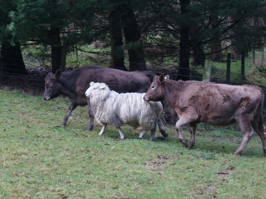 Catlins Farmstay B&B主图