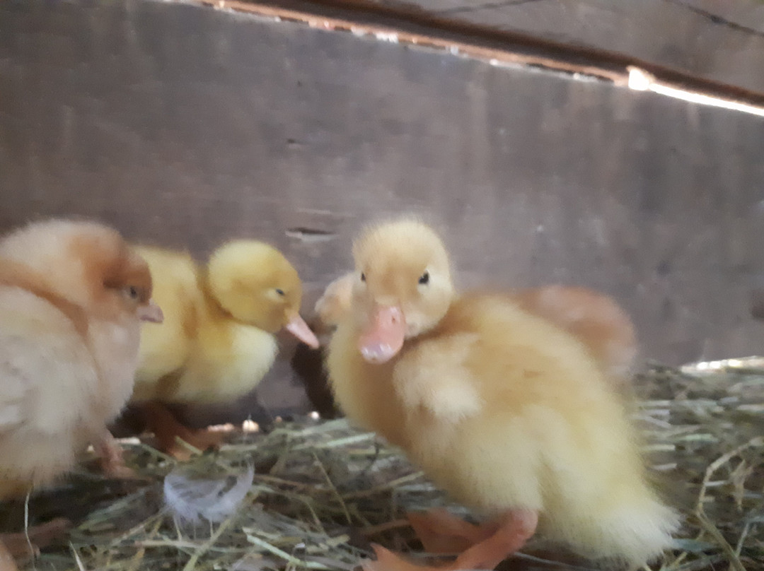 Fenek Farms-Lumsden必去景点