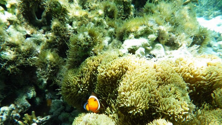 Furusato Kaihin Park-多良间村必去景点
