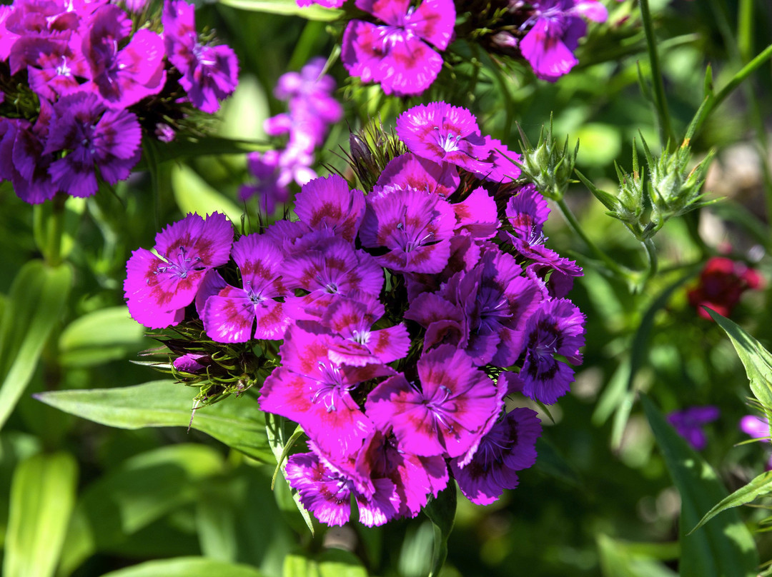 Jardin des Plantes景点图片