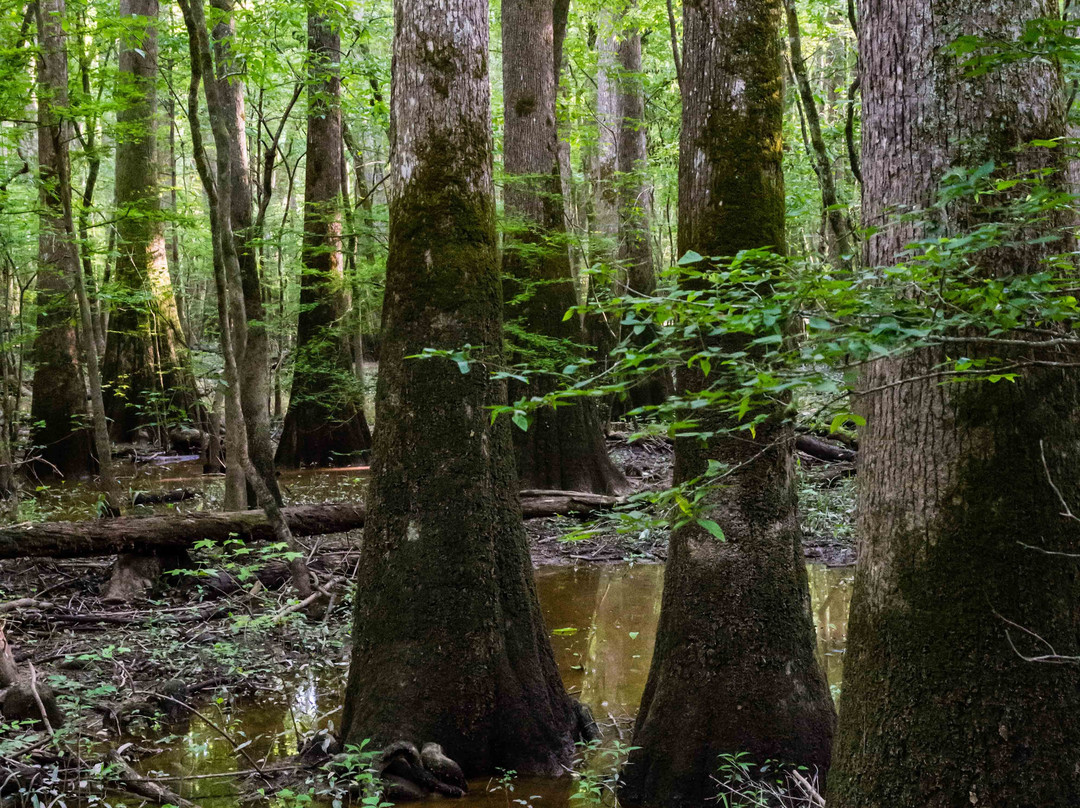 Congaree National Park景点图片