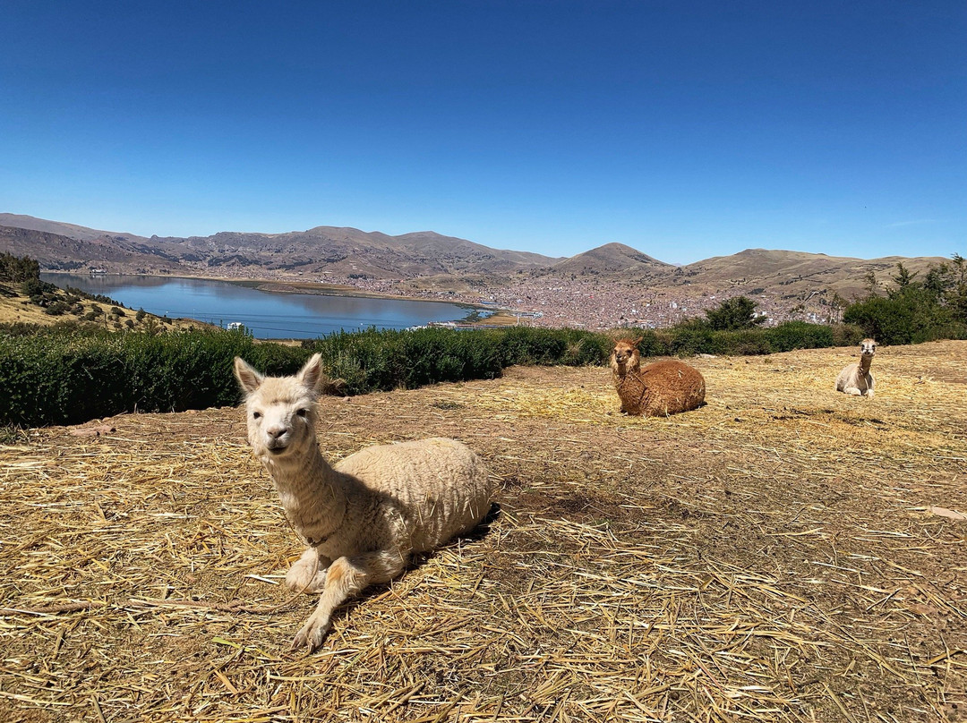 Mirador del Titikaka主图