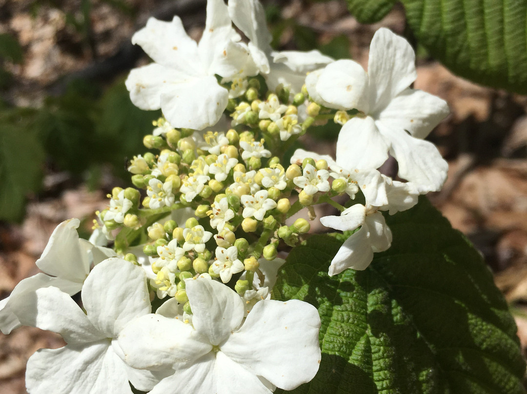 Bald Mountain-Woodford必去景点