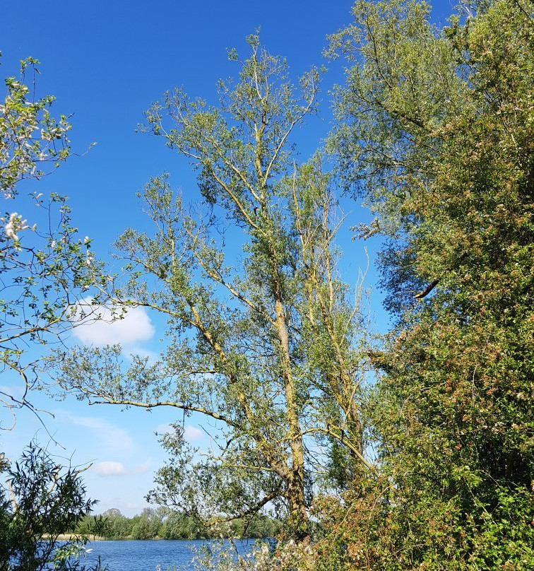 RSPB Fen Drayton Lakes景点图片