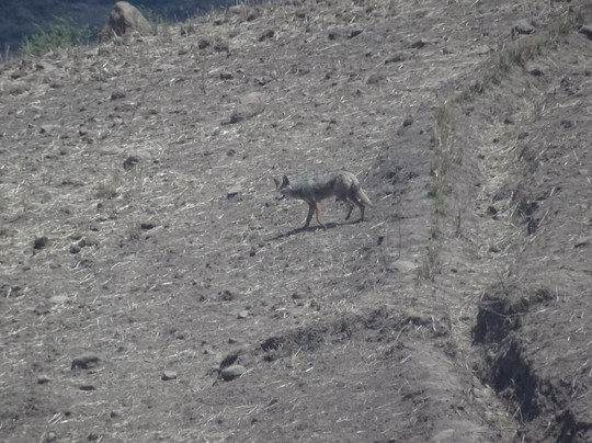 Simien Mountains Community Trekking-Debark必去景点