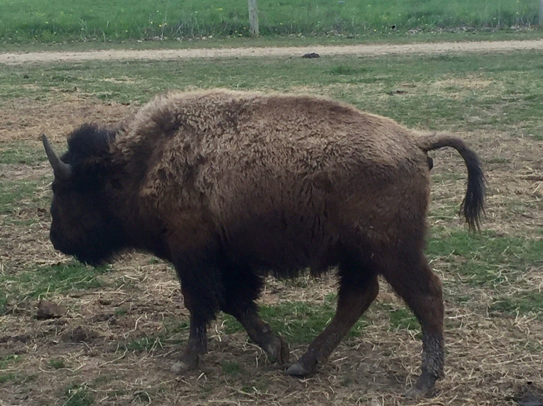 Wild Winds Buffalo Preserve景点图片