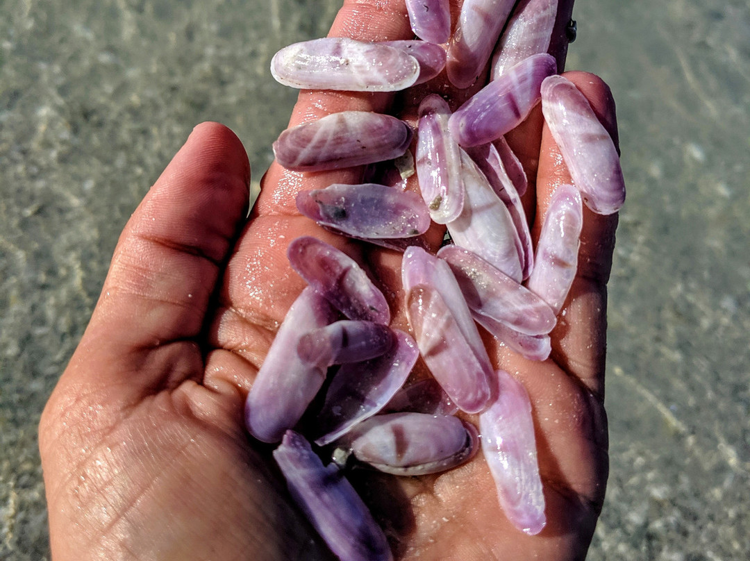 Treasure Seekers Shell Tours-Goodland必去景点