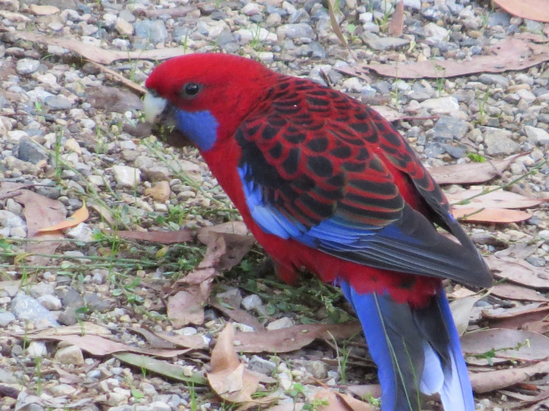 Olinda Country Cottages主图