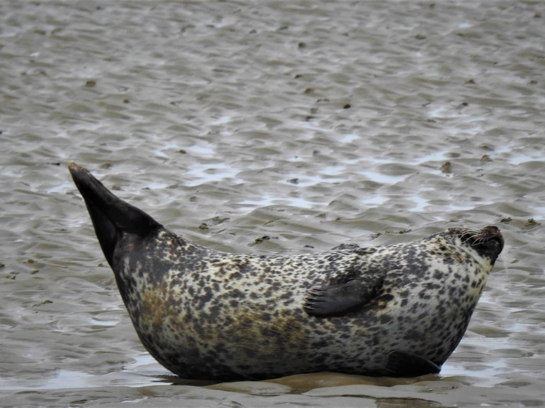 SWRW-Den Oever必去景点