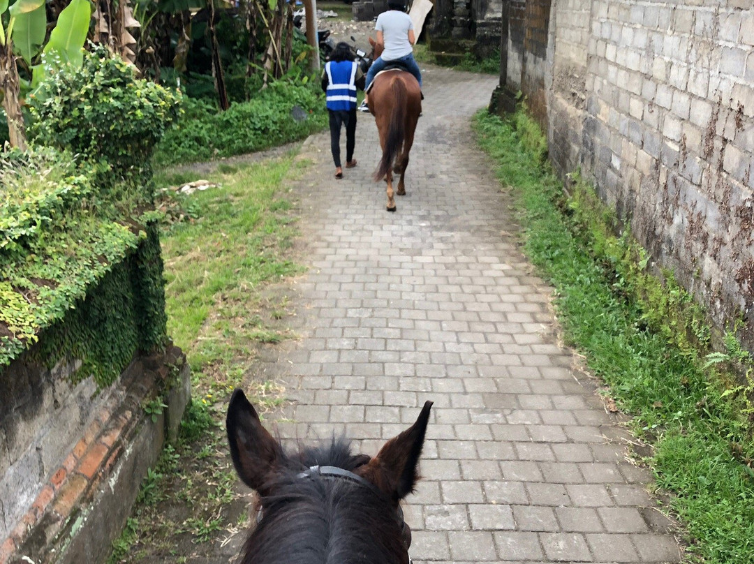 Ubud Horse Stables景点图片