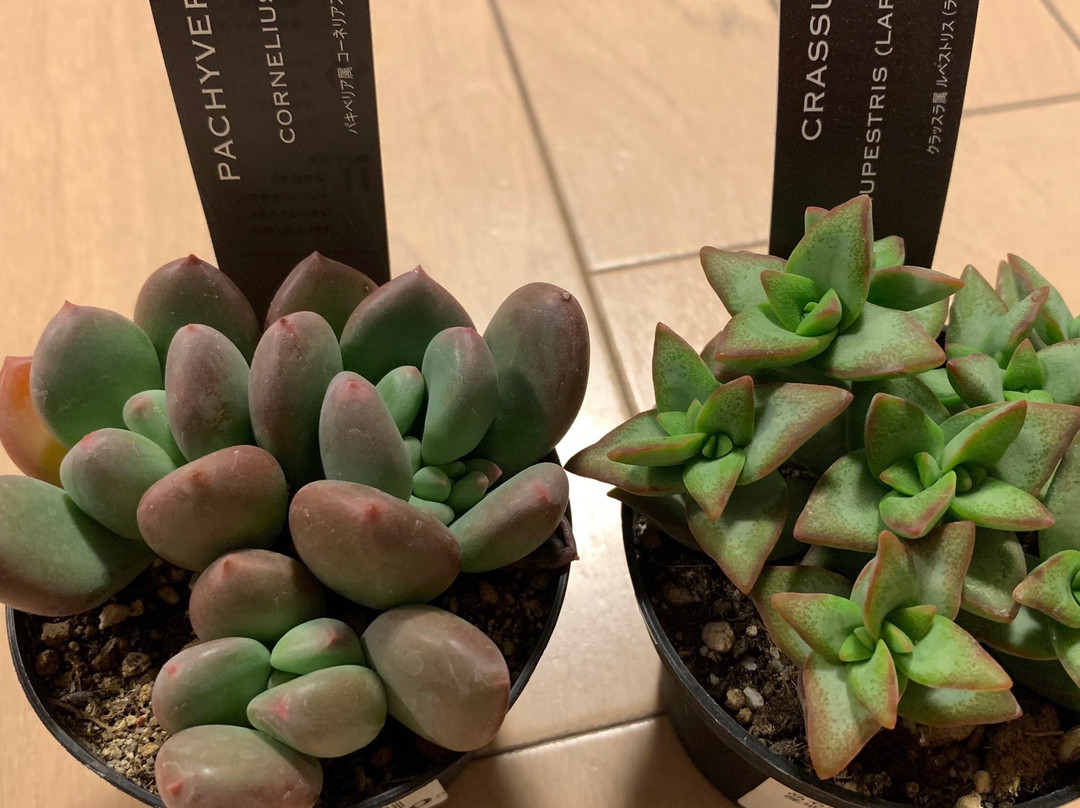 Tateshina Jiyu Noen, Haramura-原村必去景点