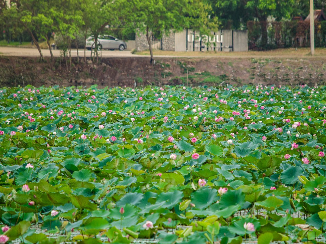 Bualinn Resort Nong Khai主图